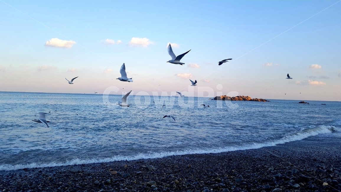 겨울바다,갈매기,seagull,희망,새해,비상,hope,bird,flying,새,동물,감성사진