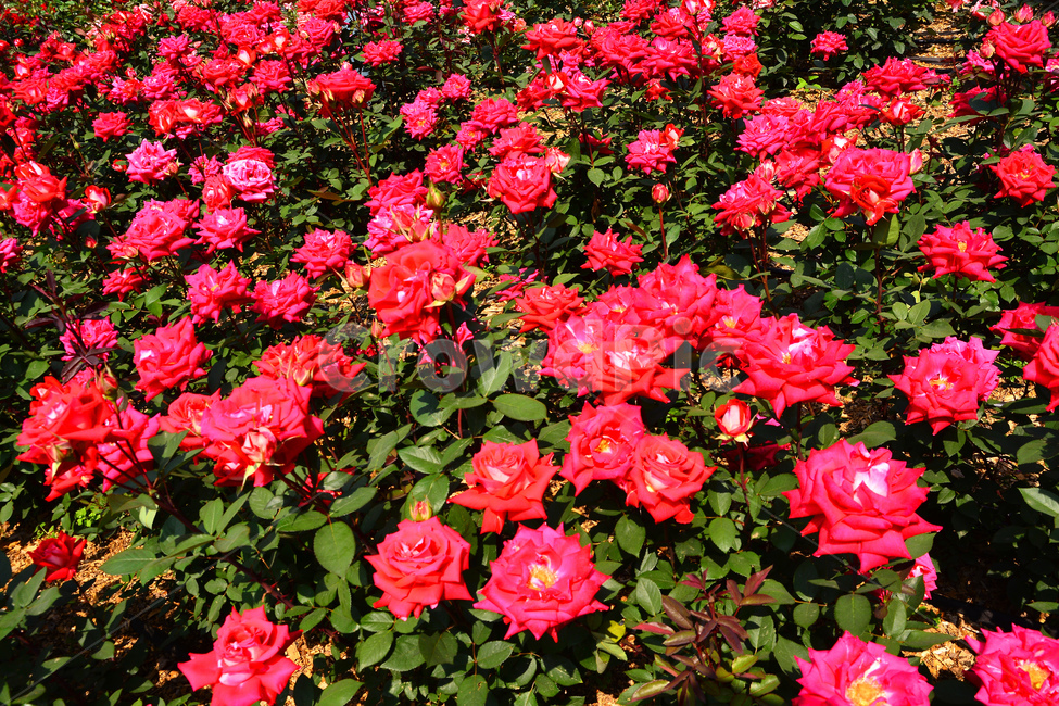 장미,장미꽃,로즈,꽃,아름다움,예쁜,플라워,데코레이션,꽃송이,꽃잎,feeling,rose,flowers,5월,계절의여왕,가시,가든,정원,앞뜰,장미원,장미축제,BEAUTIFUL,plant,garden,분홍장미,pink,꽃밭,수많은,빨간장미,식물,자연,plants,nature,꽃,flower