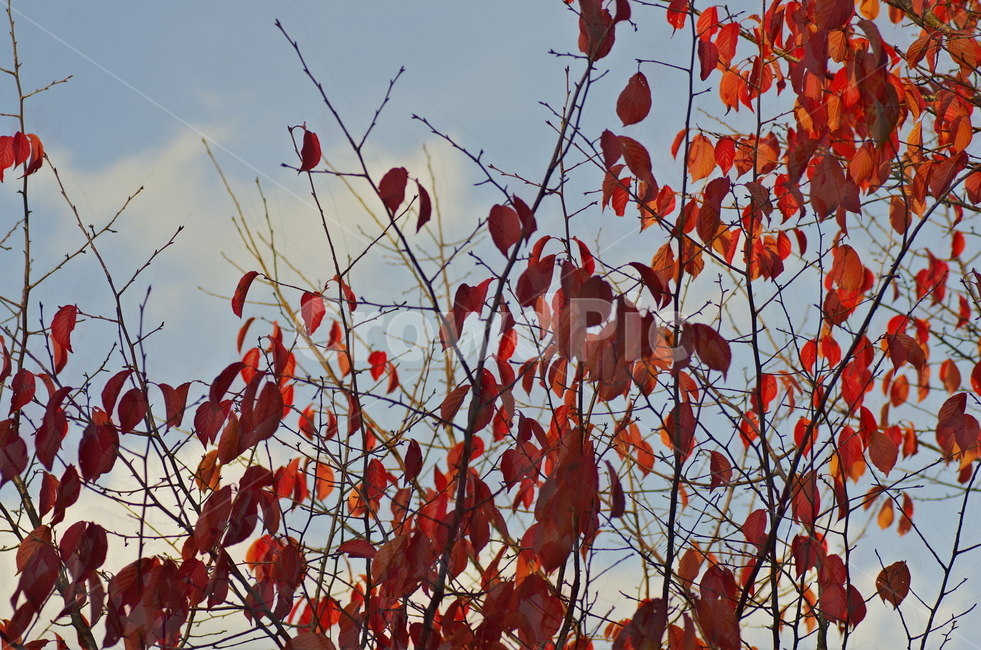 가을,낙엽,단풍,하늘,구름,scene,view,feeling,emotion,nature,landscape,season,풍경,감정,감성,자연,계절,fall,foliage,autumn,leave,cloud,sky,풍경사진,감성사진,정취