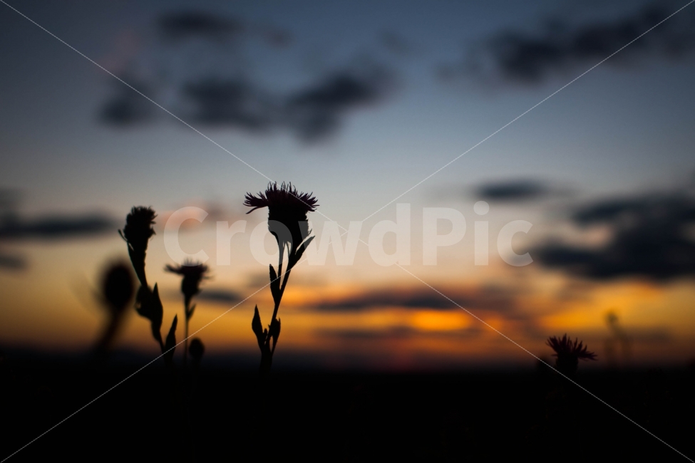미국,뉴욕,원다르마센터,야경,꽃,노을,감성,usa,newyork,flower,sunset,식물,자연,plants,nature,꽃,flower