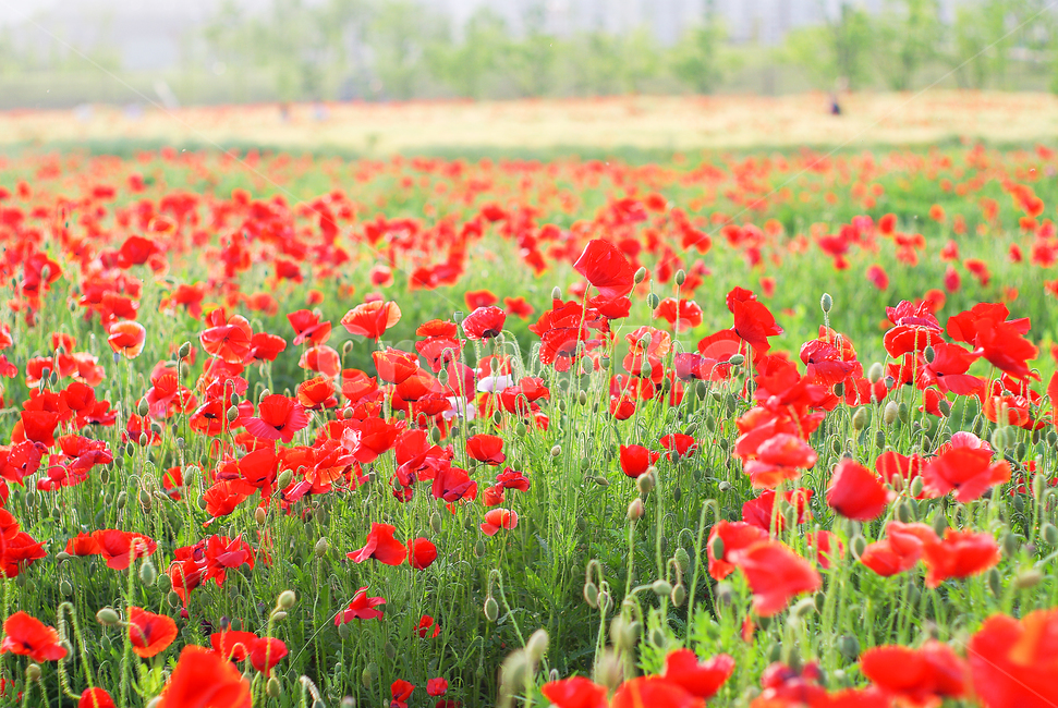 봄,봄날,꽃,빨간꽃,들판,plant,식물,flower,red,spring,redflower,field,식물,자연,plants,nature,꽃,flower