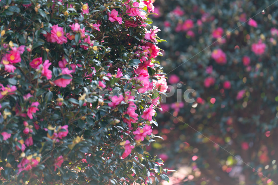flower,꽃,식물,꽃잎,동백꽃,겨울동백,제주동백,식물,자연,plants,nature,꽃,flower