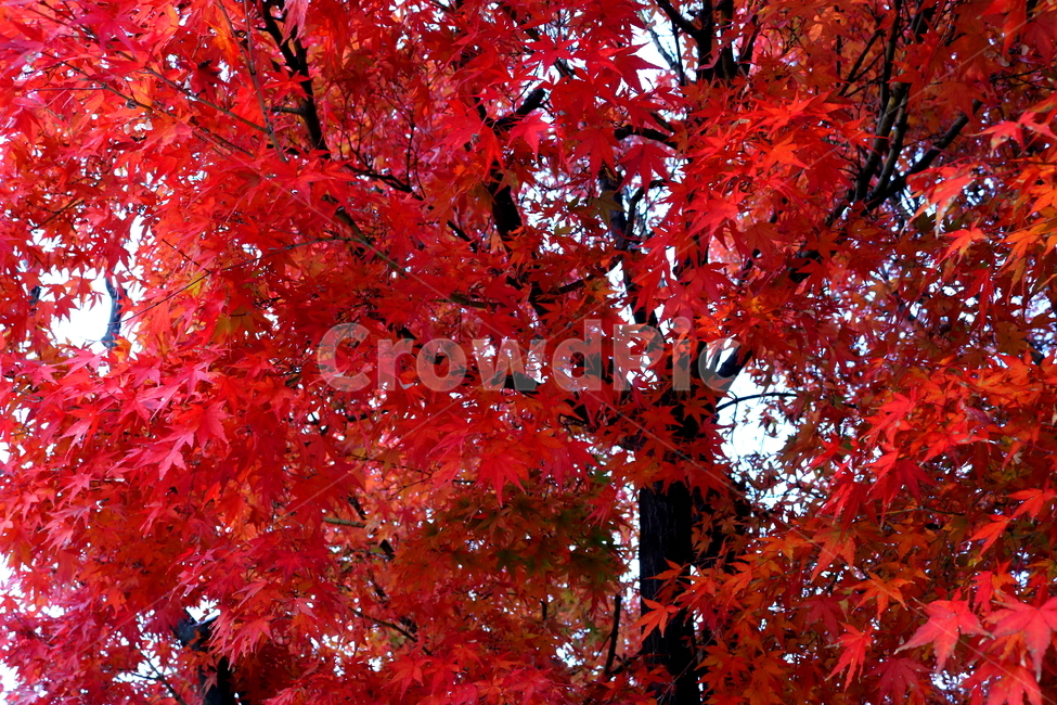 단풍,단풍나무,나무,식물,가을,자연,가을,계절,fall,autumn,season,식물,자연,plants,nature,나무,trees,wood,plant,leaf,잎,tree,maple
