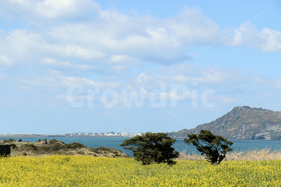 풍경,풍경사진,하늘,구름,섬,나무,바다,꽃,유채꽃,노랑,파랑,제주도,Island,sky,cloud,flower,자연,풍경,nature,landscape,제주도,jeju,jeju island,outdoors,옥외,grassland,목초지,field,들