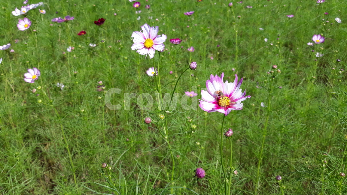자연,nature,식물,plant,코스모스,꿀벌,가을,가을꽃,꽃밭,fall,bee,식물,자연,plants,nature,꽃,flower