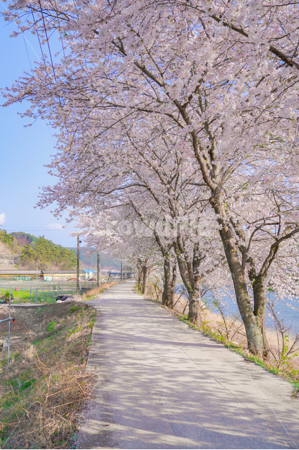 cherryblossoms,벚꽃,봄,꽃,꽃축제,순천만정원,순천,서천,시골,시골길,한적,핑크,분홍,체리블라썸,산책,봄,계절,spring,season,자연,풍경,nature,landscape,한국자연풍경,한국자연경관,korea nature landscape,시골,마을,country,rural,town,plant,식물