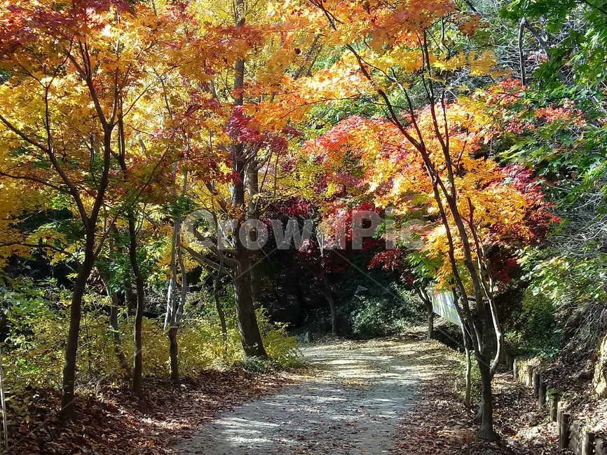 단풍,낙엽,바위,나무,물,자연,옥외,outdoors,road,water,nature,leaf,등산로,산책로,길,가을,풍경,가을,계절,fall,autumn,season,tree,plant,식물