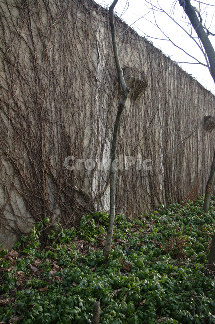 겨울,나무,식물,plant,넝쿨,벽,건축물,건물외관,exterior,building,structure,architecture,construction