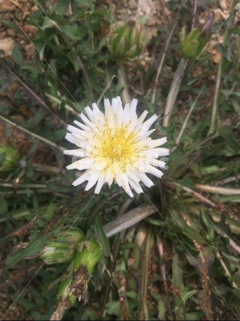 민들레,민들레꽃,봄소식,씀바귀,토종민들레,식물,자연,plants,nature,꽃,flower