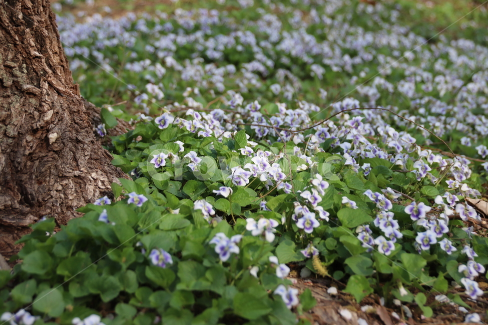 꽃,자연,풍경,수목원,봄,식물,자연,plants,nature,꽃,flower