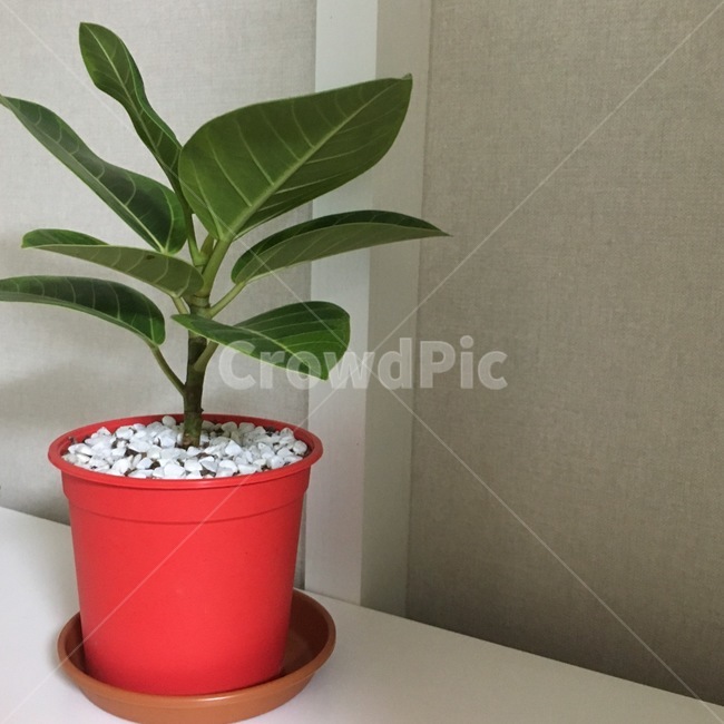 leaf,잎,plant,식물,home,nature,실내용화초,화분,화초,house plant