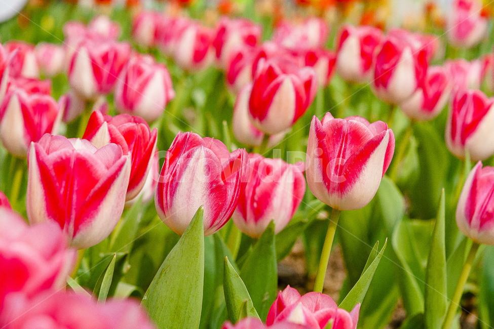튤립,정원,꽃,식물,튤립정원,봄,계절,spring,season,식물,자연,plants,nature,꽃,flower,plant,blossom