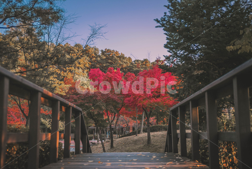 가을,단풍,가을풍경,산책로,공원,fall,autumncolors,자연,풍경,nature,landscape,outdoors,옥외,plant,식물,tree,나무