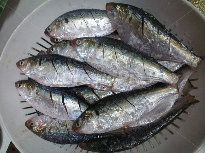 전어,음식,물고기,sea,food
