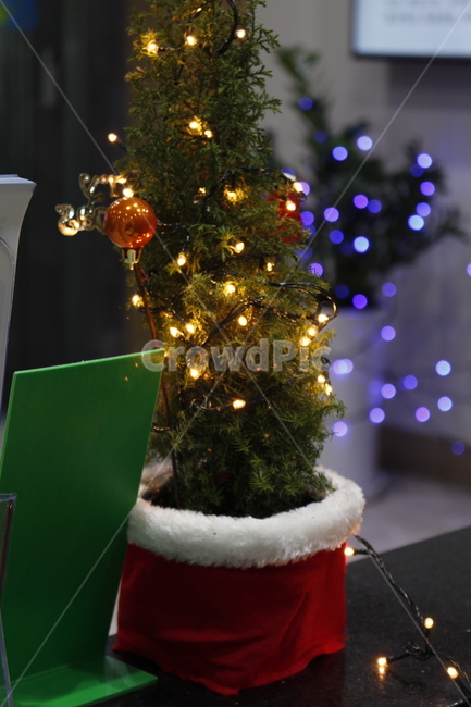 christmastree,크리스마스트리,tree,식물,plant,장식,나무,크리스마스,메리크리스마스,성탄절,merry christmas