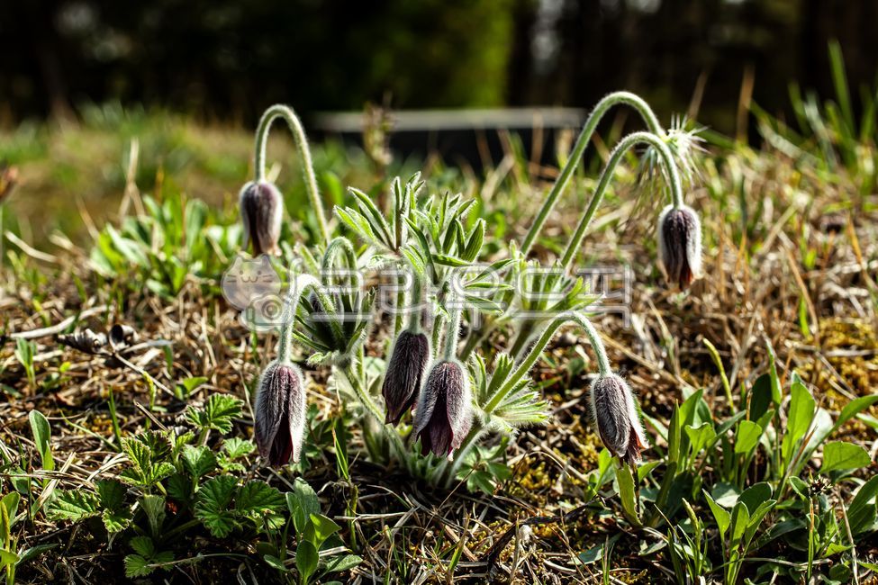 flower,꽃,할미꽃,진할미꽃,묘지