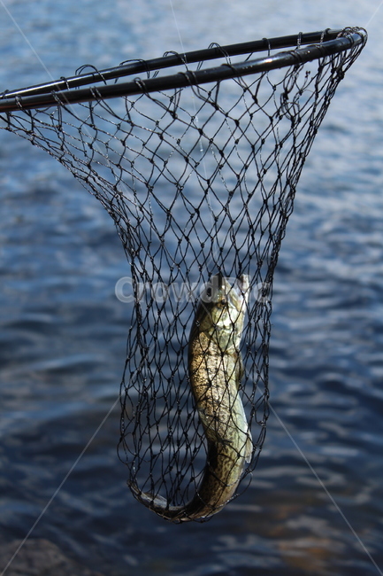 물고기,낚시,휴가,취미,여유,동물,animal,어류,물고기,fish