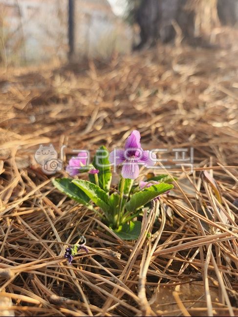 서울제비꽂,flower,보라,꽃잎,제비꽃과