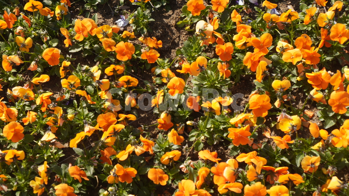 plant,식물,화분,봄꽃,봄