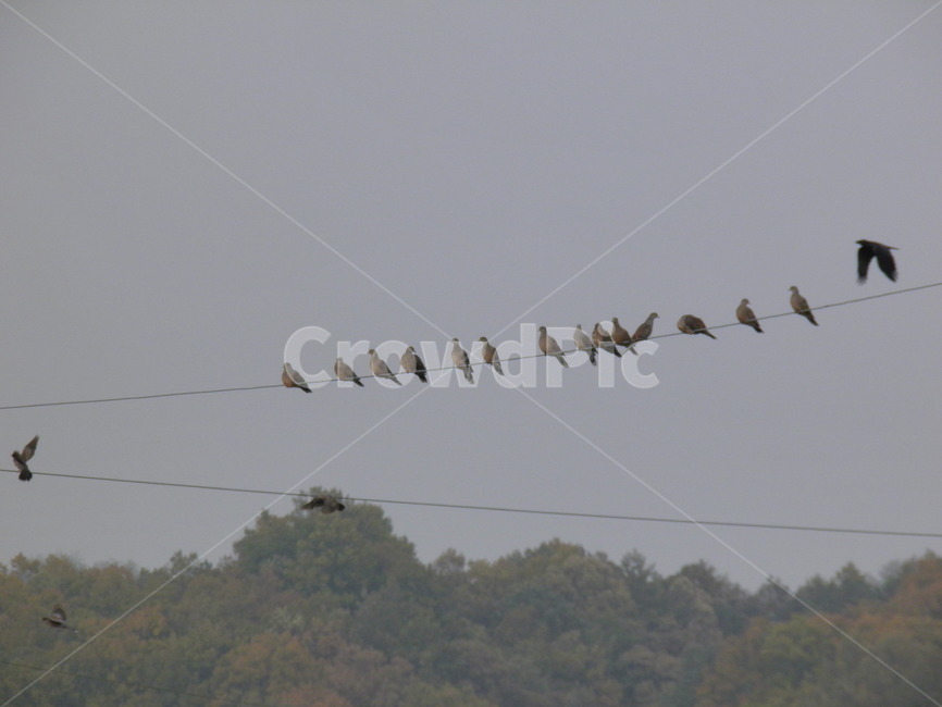 새,자연,아름다운,풍경,자연적인,동물,animal,조류,새,birds