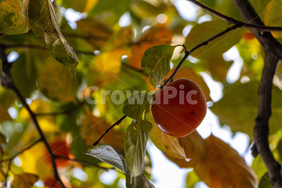 감,단감,감나무,과일,열매,persimmon,persimmontree,가을,계절,fall,autumn,season,과일,열매,fruit,plant,식물,food,음식,apricot,살구