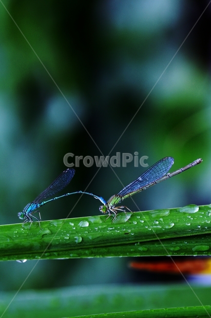 잠자리,가을,곤충,벌레,동물,하늘,꽃,배경,물방울,아침,dragonflies,fall,insects,bugs,animals,thesky,flowers,sensibility,background,amorning,drop,감성,emotional,곤충,벌레,insect,bug