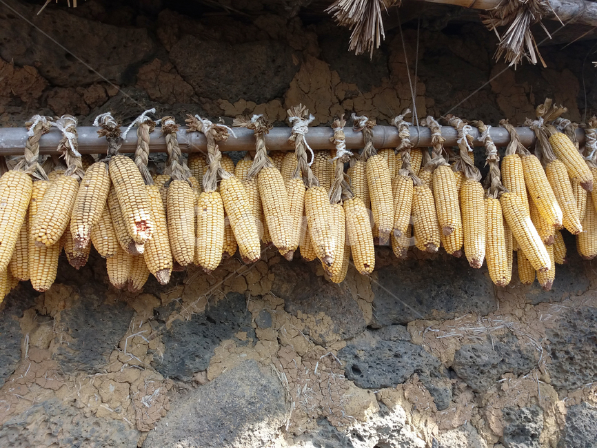 옥수수,시골마을,corn,옥수수건조,처마밑