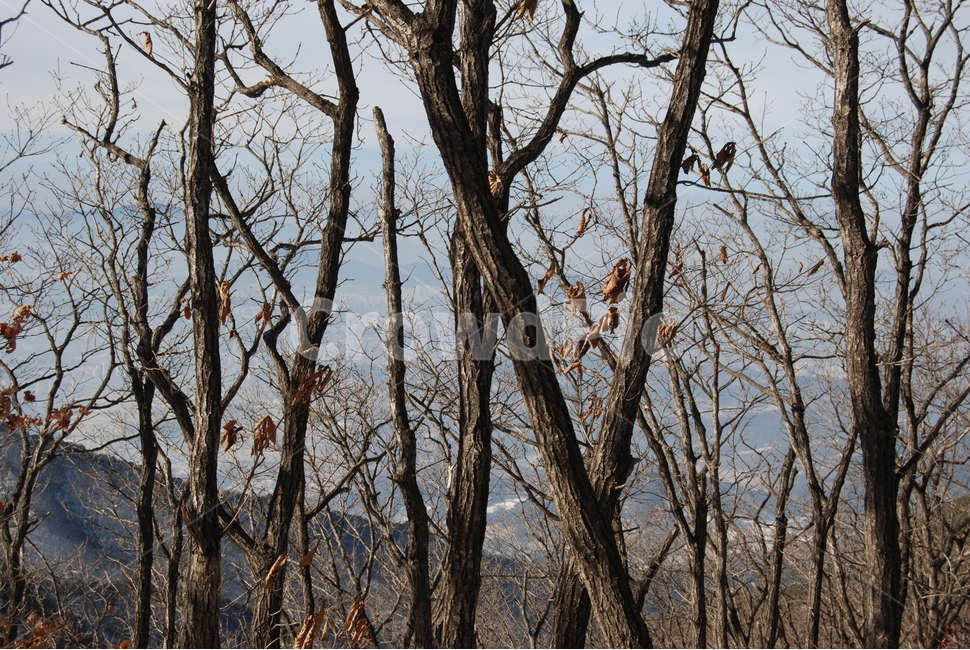 겨울,산,설경,등산로,나무,자연,풍경,nature,landscape,tree,plant,식물,tree trunk,나무 줄기