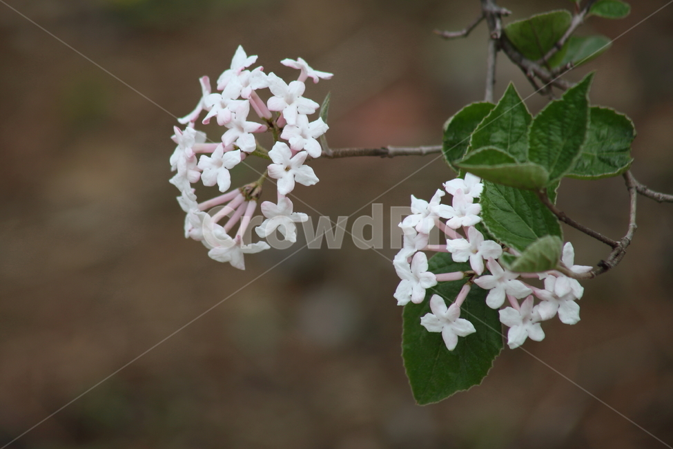 분꽃나무,꽃,봄,분화목,koreanspiceviburnum