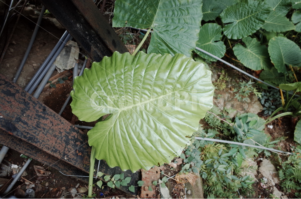 하트,연두색,초록색,식물,자연,식물,자연,plants,nature