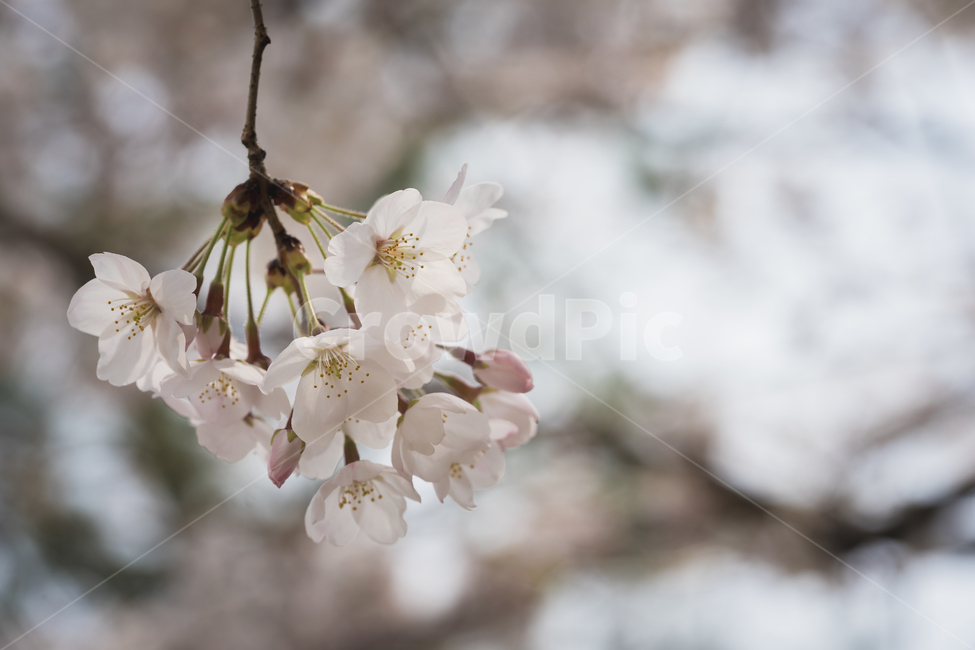 봄,꽃,벗꽃,자연,풍경,봄,계절,spring,season,식물,자연,plants,nature,꽃,flower,plant,blossom
