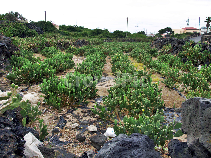 해안길,제주,올레14코스,올레길,백년초,천년초,선인장,자연,풍경,nature,landscape,시골,마을,country,rural,town,plant,식물