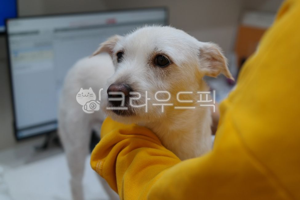 expression,therapy,Medical treatment,diagnosis,Pets,White,puppy,animal hospital,afraid,veterinarian,examination,cowardice,animal,scary,hospital,dog,pet dog,frightened,pet,fear