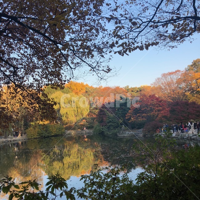 창경궁,단풍,가을,나무,호수,자연,은행나무,단풍나무,fall,가을색,풍경,알록달록나무,창경궁단풍,서울나들이,가을,계절,fall,autumn,season,자연,풍경,nature,landscape,tree,plant,식물