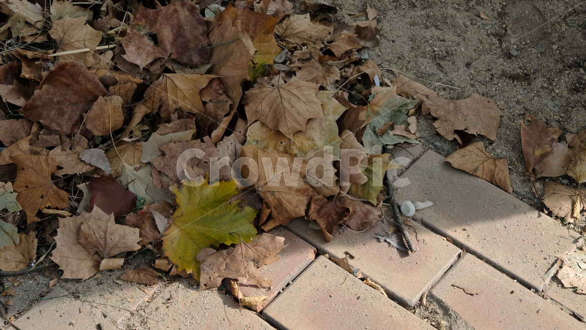 leaf,잎,tree,낙엽,fallenleaves,가을,가을분위기,쓸쓸한,나무,나뭇잎,가을,계절,fall,autumn,season,식물,자연,plants,nature