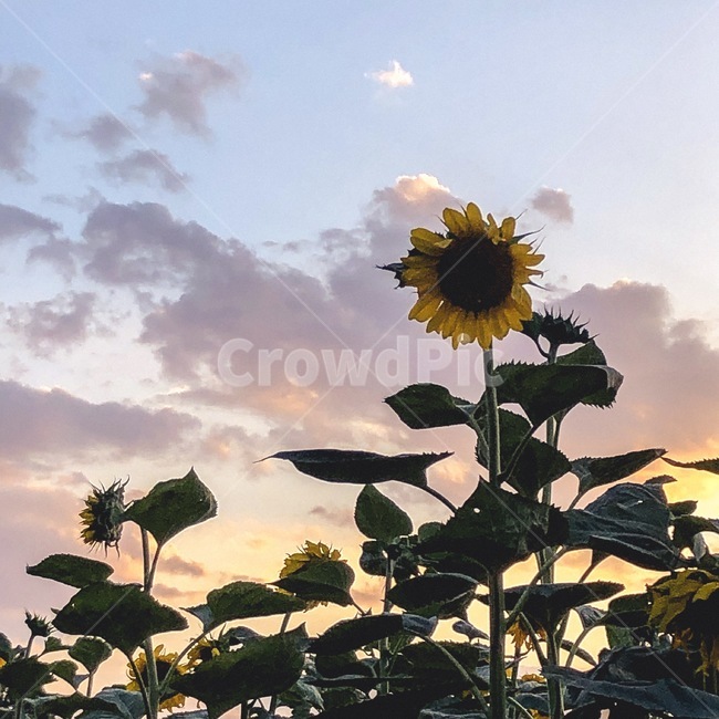 sunflower,해바라기,선셋,sunset,flower,꽃,식물,plant,그림,painting,art,미술,blossom,풍경,자연,일몰,하늘,sky