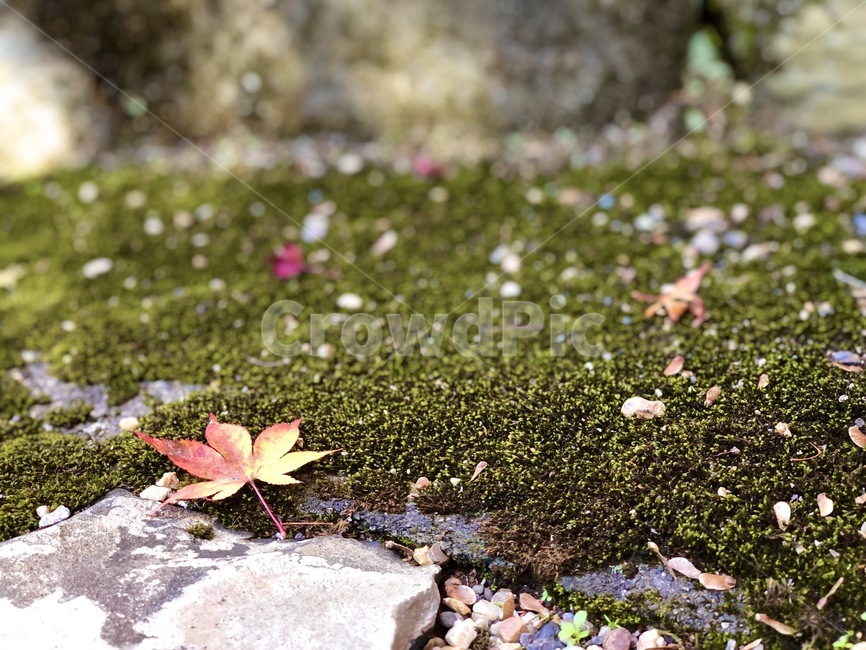식물,plant,잎,leaf,ground,바닥