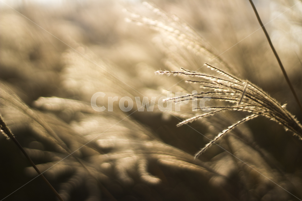 가을,갈대,오후,햇살,따뜻함,가을,계절,fall,autumn,season,식물,자연,plants,nature,감성,sensible,feeling,plant,food,음식,vegetable,야채,grain,곡물,invertebrate,무척추 동물,animal,동물,insect,곤충