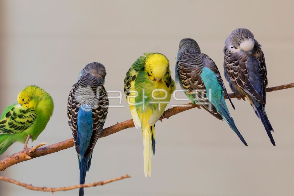 animal, 동물, bird, 새, parakeet, 사진,이미지,일러스트,캘리그라피 - sinikof작가