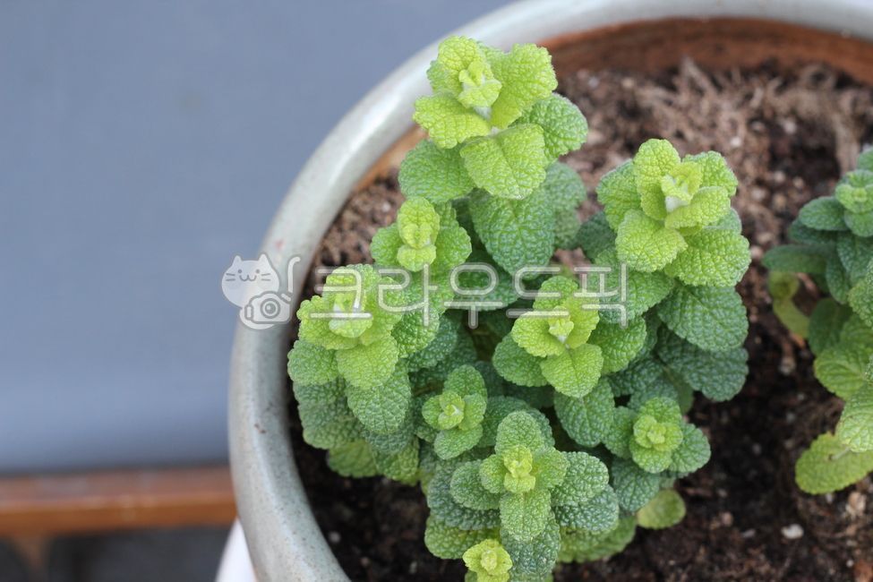 허브, herbs, plant, soil, 식물, 사진,이미지,일러스트,캘리그라피 - joyfulharu작가