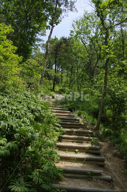 길,숲,초록,나무,잎,식물,plant,계절,봄,spring,자연,풍경,nature,landscape,garden,정원,outdoors,옥외,arbour,정자