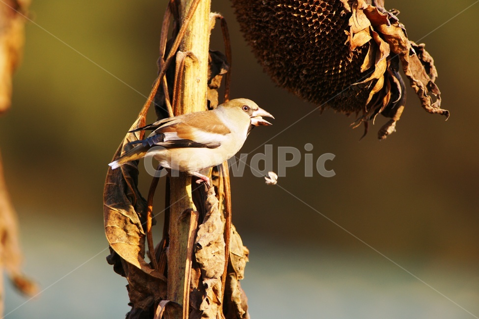 조류,콩새,텃새,작은새,새의식사,동물,animal,조류,새,birds
