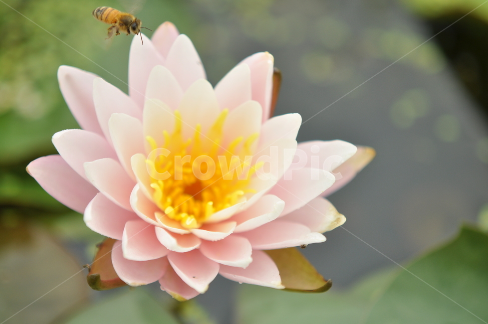 연꽃,수련,꽃,연,연꽃잎,flower,식물,자연,plants,nature,꽃,flower
