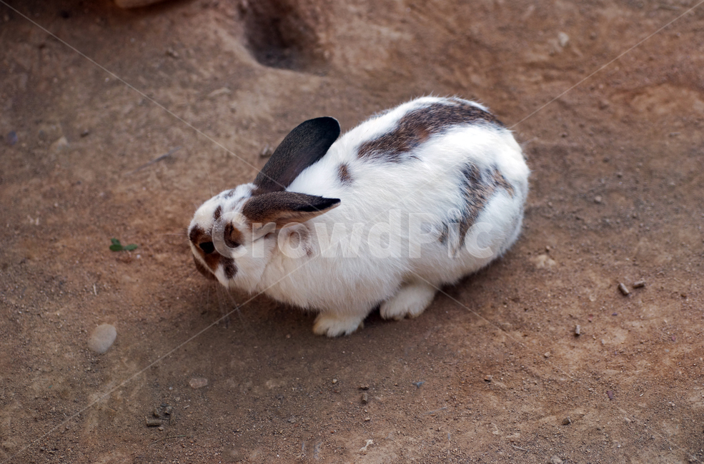 토끼,동물,집토끼,산토끼,포유동물,애완동물,얼룩토끼,동물,animal,포유류,mammal