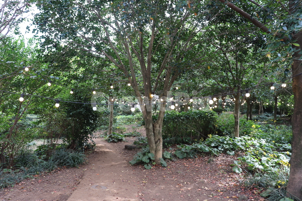 garden,정원,outdoors,옥외,나무,tree,조명,데코,deco