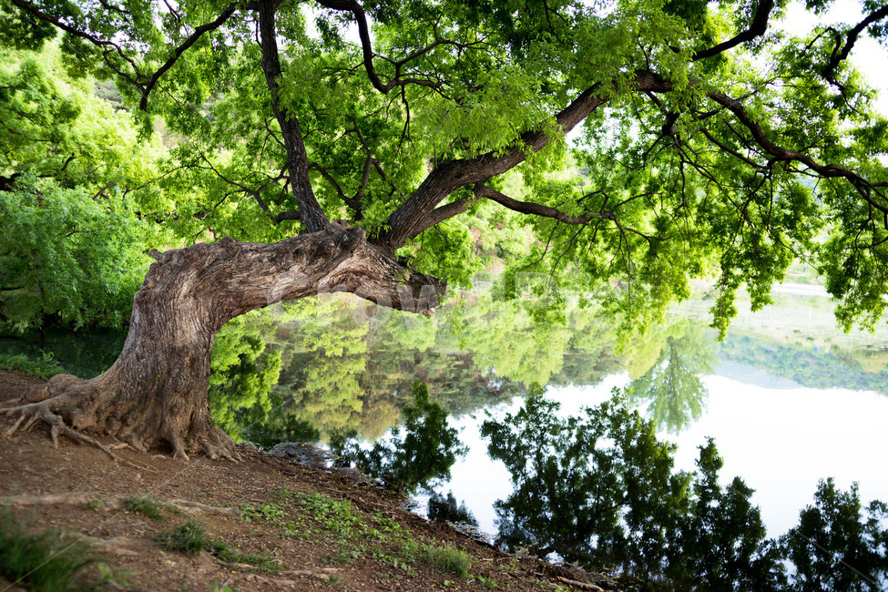숲속,나무,물가,배경,호수,자연,풍경,nature,landscape,tree,plant,식물,tree trunk,나무 줄기