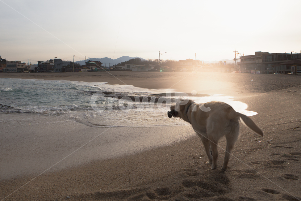 tide,sunshine,winter sea,sun,running,east coast,Beach,Coast,retriever,pet,white sand beach,sea water,countryside,Labrador,Pets,sunlight,fishing village,ocean,waterfront,labrador retriever,pet dog