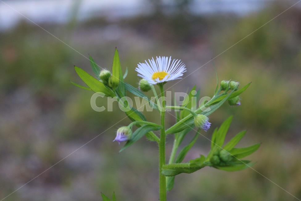 꽃,들꽃,flowers,wildflower,봄꽃