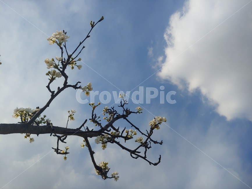 벚꽃,꽃,하늘,flower,봄,봄,계절,spring,season,식물,자연,plants,nature,꽃,flower