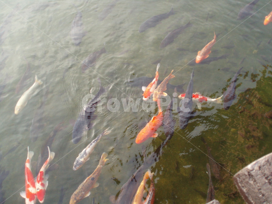 animal,동물,fish,물고기,연못,잉어